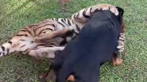 A Tiger teaches a dog how to attract