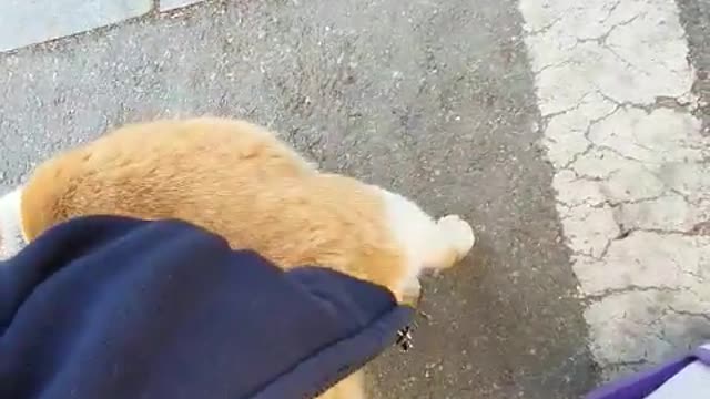 Street cat Street cat