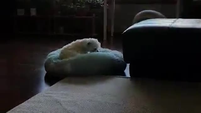 A picky dog eating because it's afraid that an elephant doll might steal his food.