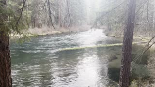 Hiking Along an Incredible Wilderness Trail – Metolius River – Central Oregon – 4K