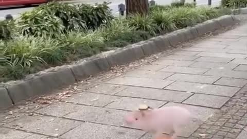 Cutest baby animals on the planet