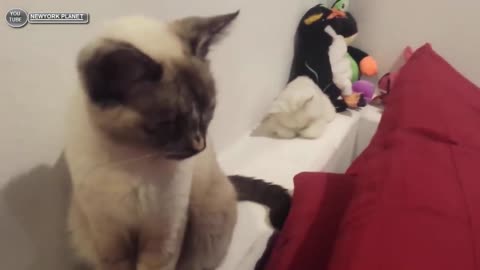 compilation of funny animal videos has the world really changed?