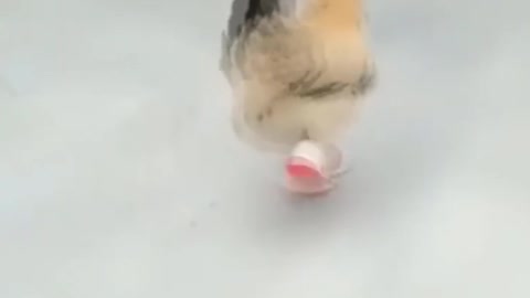 Fashionable chicken in sneakers walks down the street. CHICKEN ON STYLE