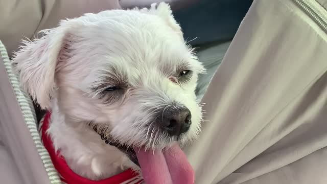 A dog dozing off in a car.