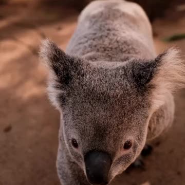 Cute Animals - Cute Baby Panda Videos Compilation #1