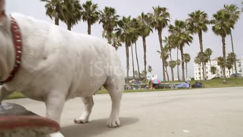 Monte Bulldog skating on road very cute moment