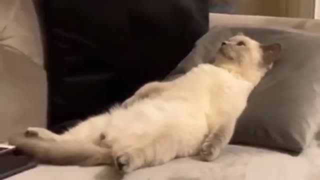 Cute Pets Videos