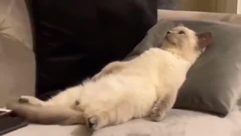 Cute Pets Videos