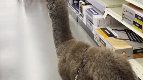 Just a walking baby llama!