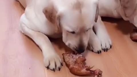 You will get STOMACH ACHE FROM LAUGHING SO HARD 🤣🐶Funny Dog Videos #Short​​ 28