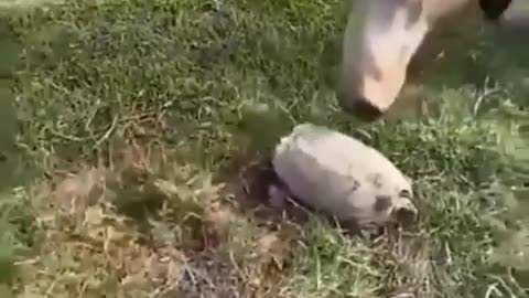 Dog word