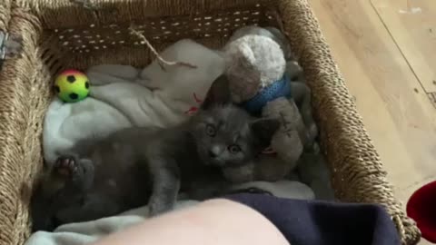 MJCS 33) Cutest Cat Ever Bonnie 12/11/2020