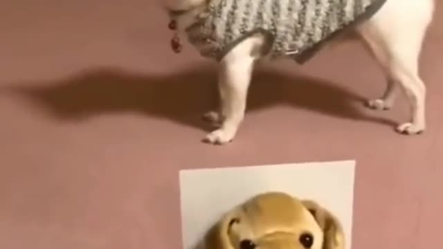cute dog / cute puppy / puppy shorts / funny dog / funny dog videos - #shorts #dog #love #viral