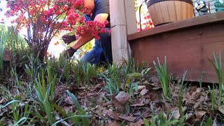 Save The Squirrel