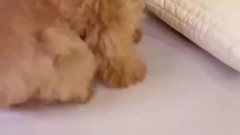 Try not to Laugh | Funny angry dogs compilation