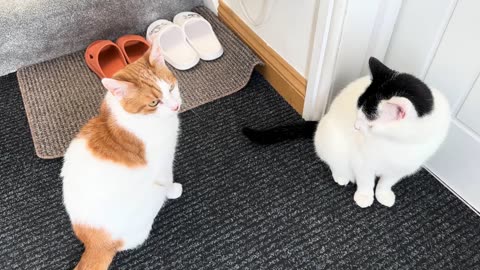 Neighbours Cat Meets My Cat