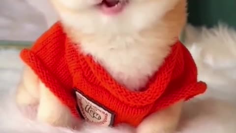 Funny Cute Cats