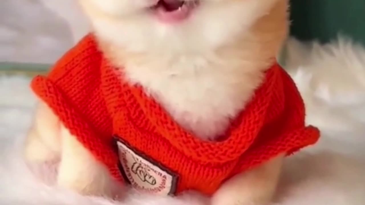 Funny Cute Cats
