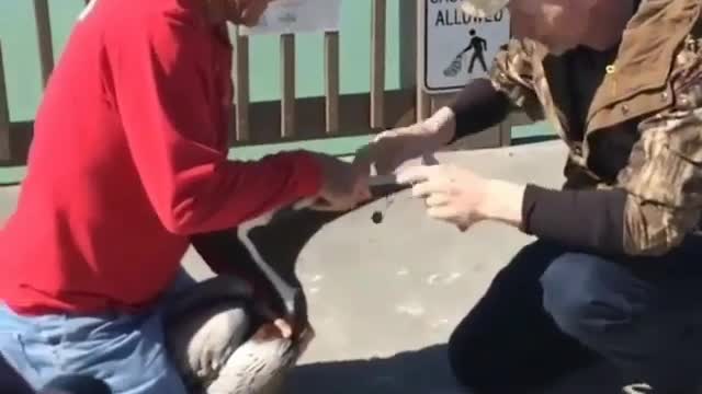 The Philanthropist man saved the Pelican