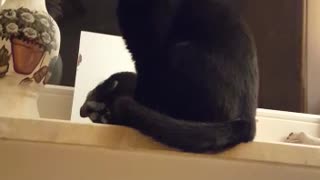 Sleepy cat in the window