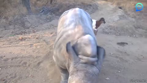 Rhino That Thinks It's A Goat