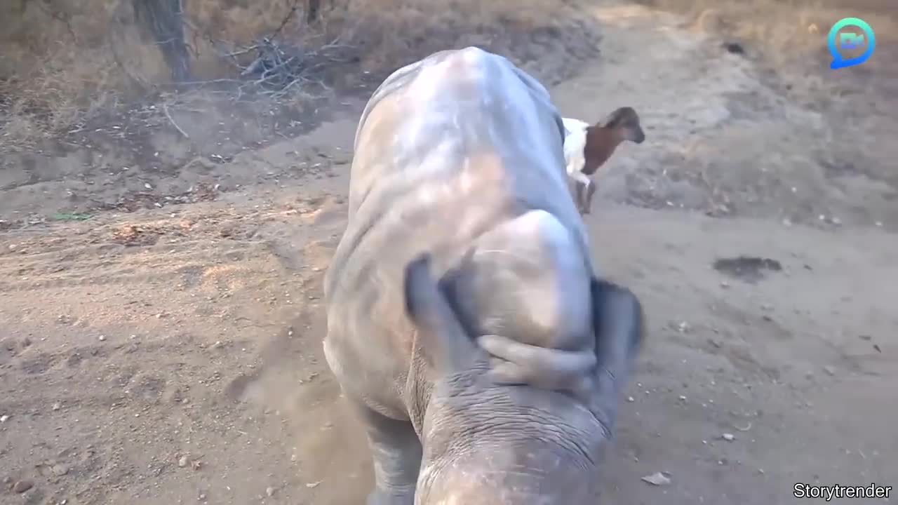 Rhino That Thinks It's A Goat