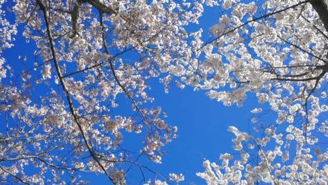 Sprouting Cherry Blossoms In Spring