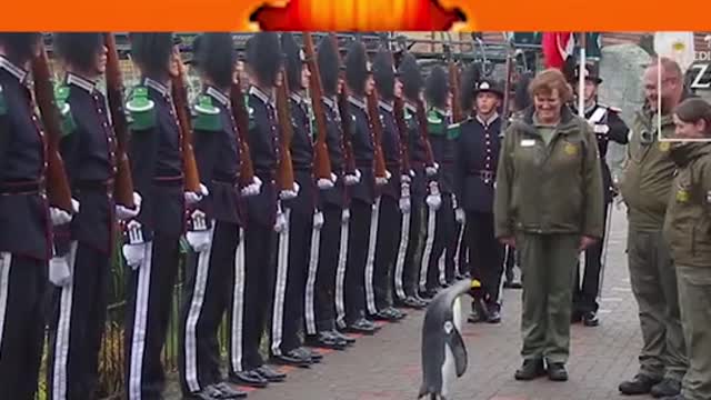 Amazing! A Military Penguin! OferVall