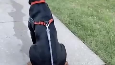 Rottweiler dog drop the leash challange