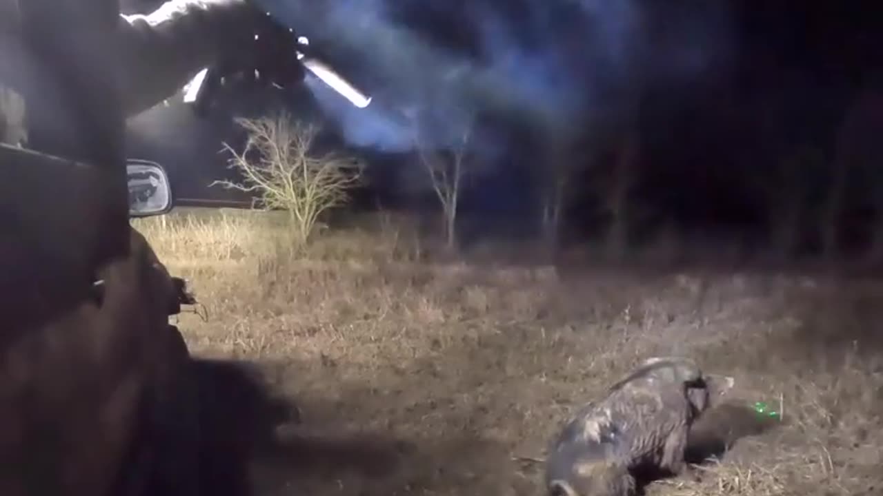 HOGageddon 🐗🐷 10 minutes of dudes hunting feral hogs with Machine Guns & rifles