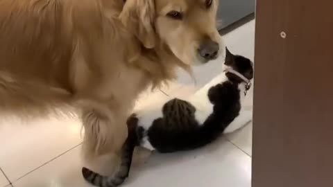 Golden retriever carrying cat in mouth