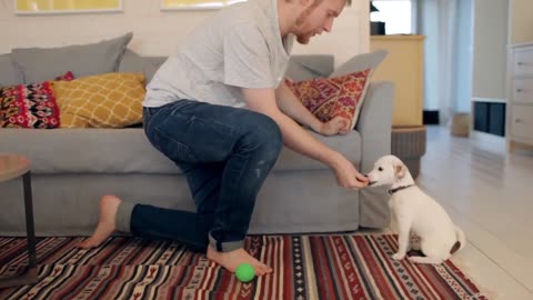 Dog Training In Few Hours – TOP 10 Essential Commands Every Dog Should Know