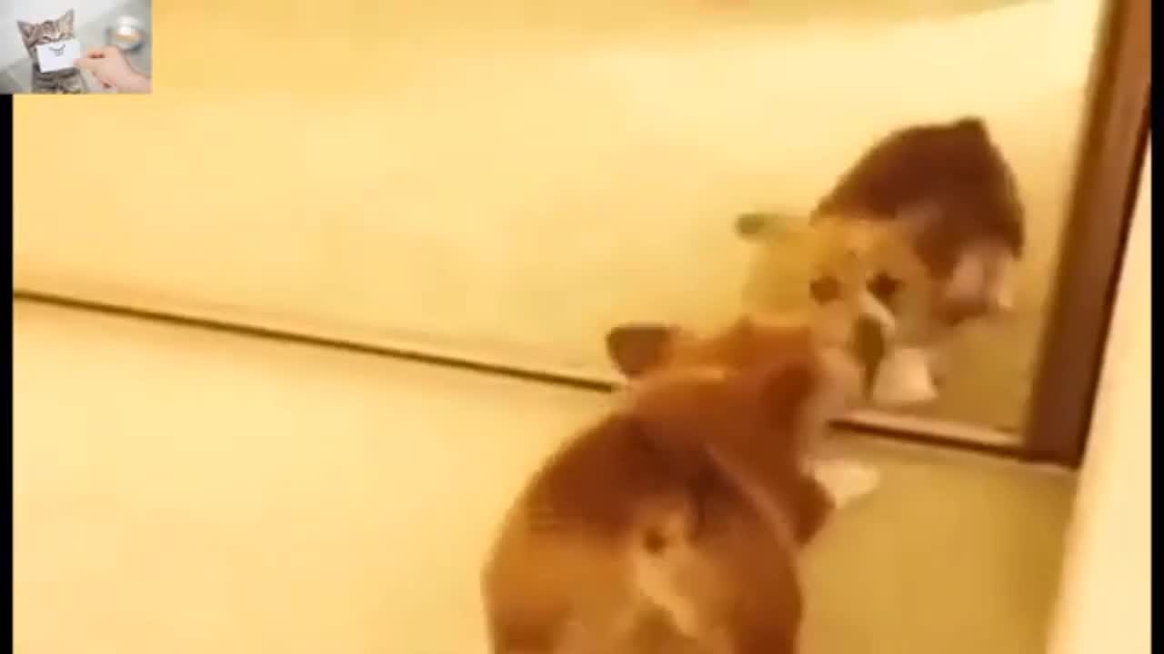 Animals in Mirrors Hilarious Reactions Compilation
