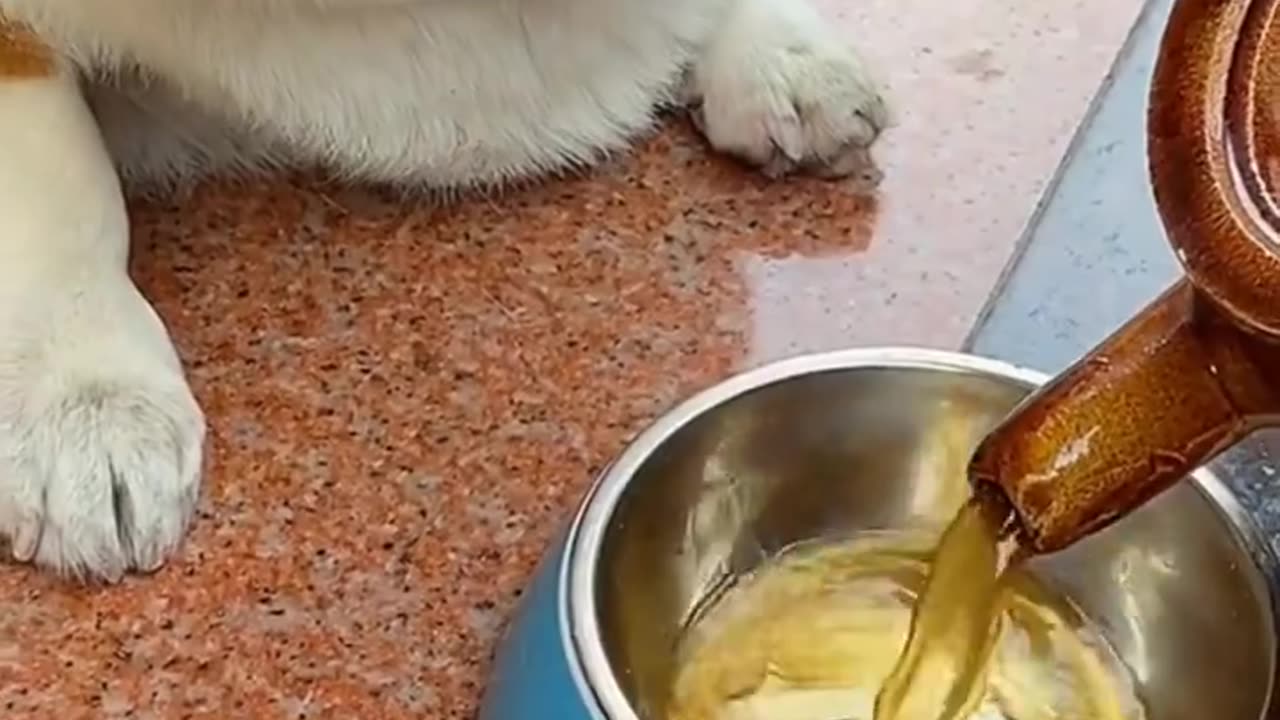 Funny animals
