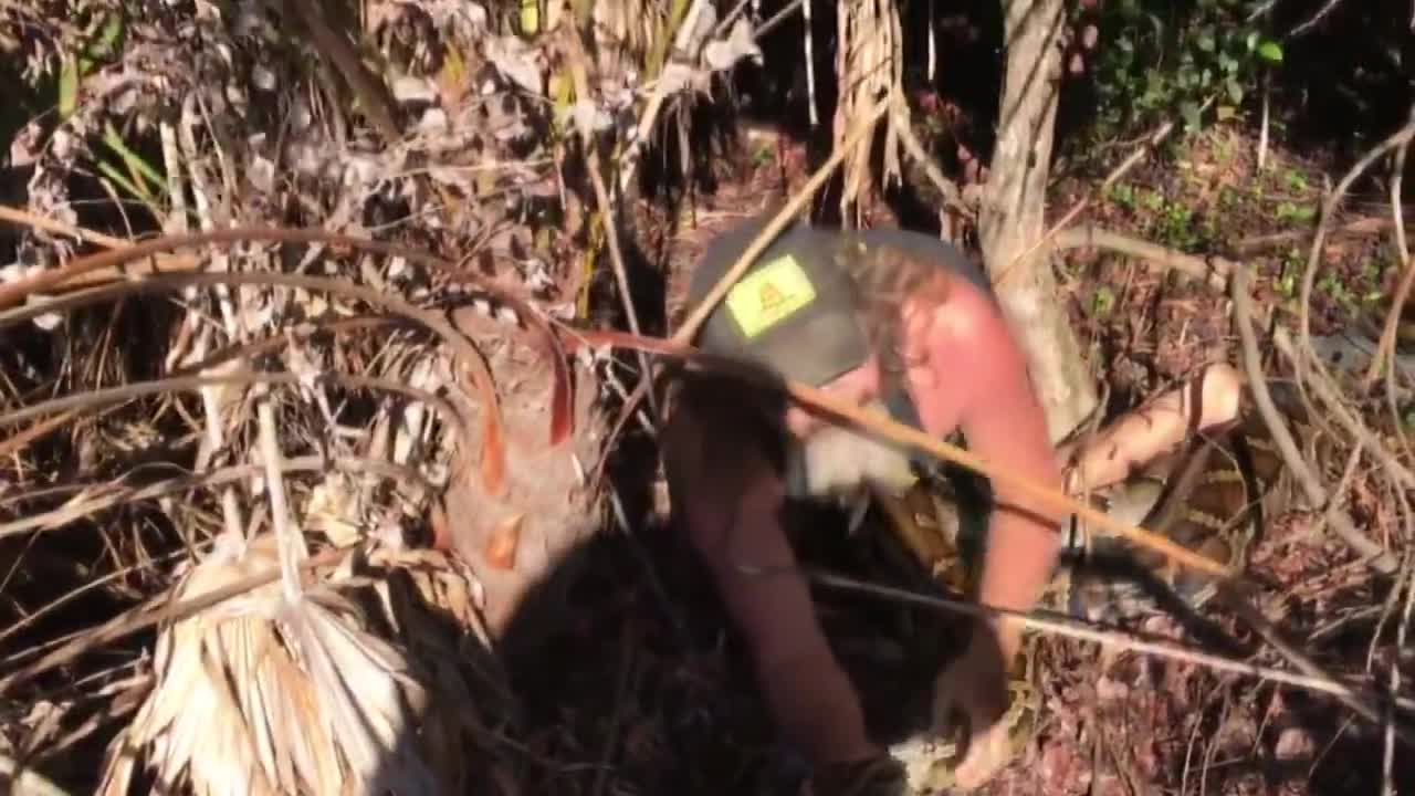 Python Hunter