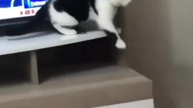 Free fall