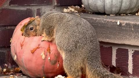 Randy The Squirrel Chunks Up For The Winter