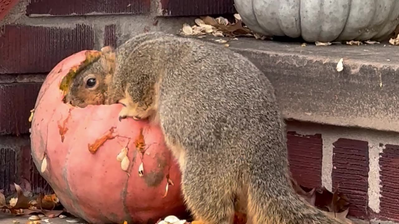 Randy The Squirrel Chunks Up For The Winter