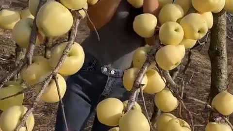 Farm Fresh Ninja Fruit Cutting Desi Satisfying Fruit Ninja Fruit Ideas | Amazing Fruits Video