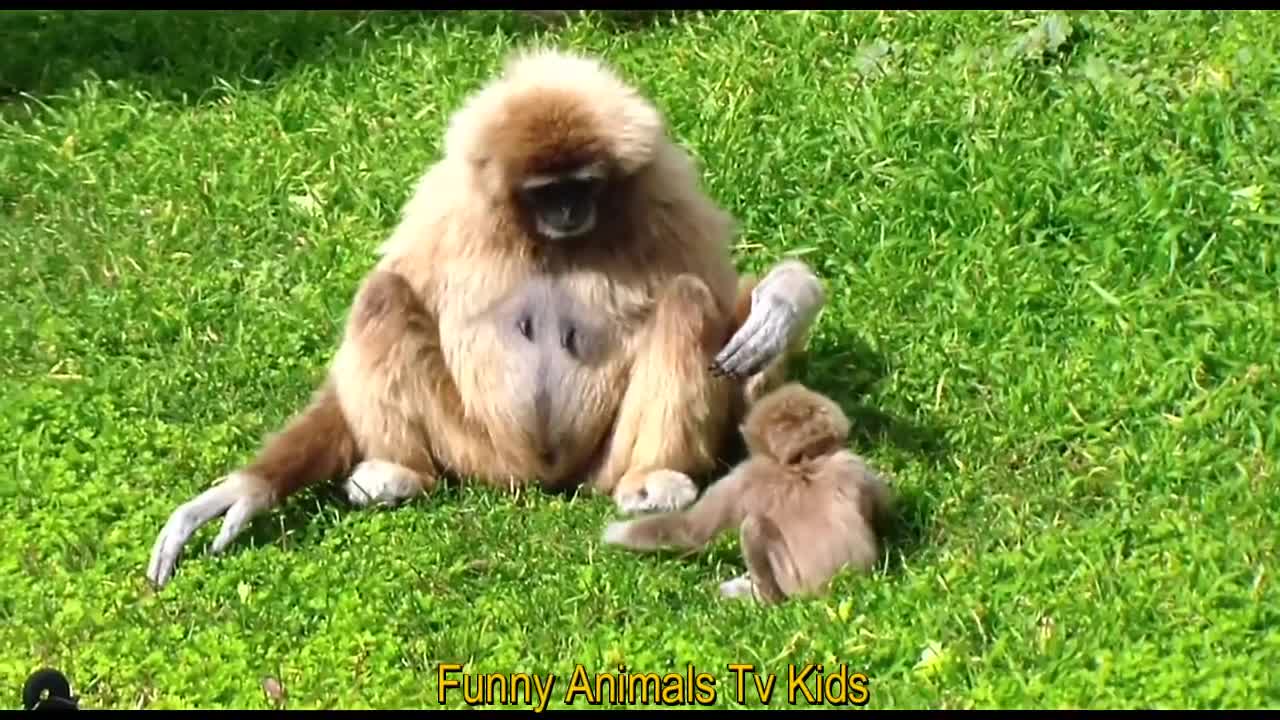 baby monkeys at the zoo
