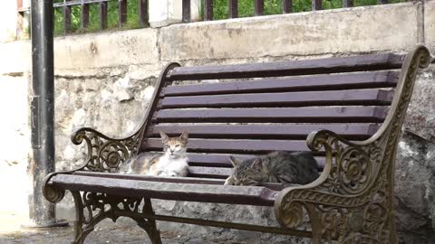 Funny CAT compilation that will make you LAUGH YOUR HEAD OFF