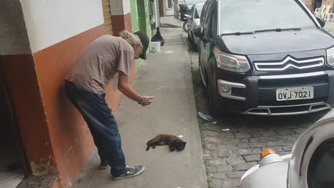 Obedient and funny cat.