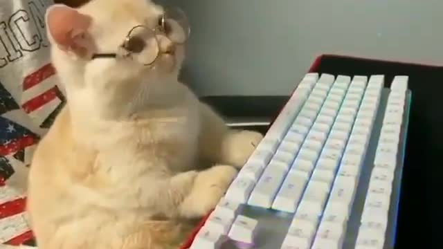 sound piano in cats movement