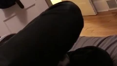 Cat fight underneath guys leg