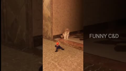 Top 6 Most Funny Cat Videos | #funnycatvideos #funnyvideo #catlover