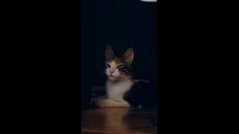 Cornish Rex cat ] Greyhound of the cats[ cat breed