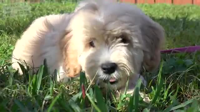 Learn How to Train your Dog to Sit and Stay (Simple Dog Training At Home)