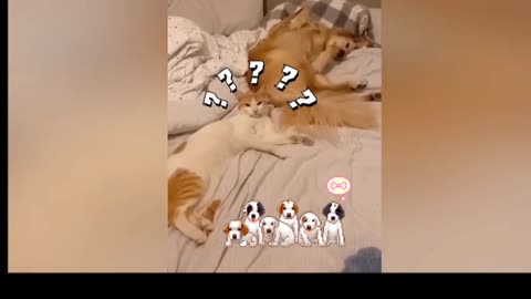 Mischievous and cute dogs and cats😍😂🐱🐶🐕🐈🐾🌏