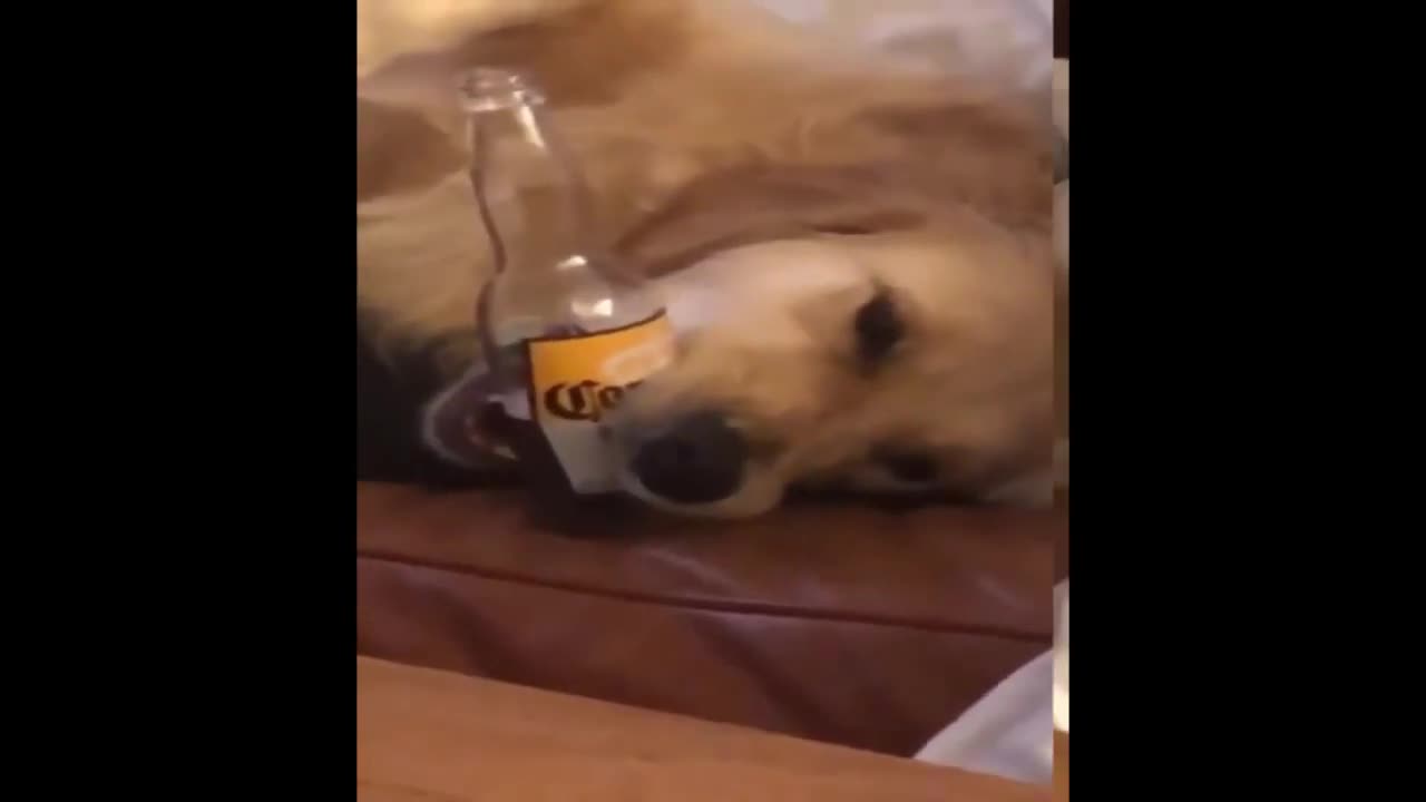 cute dog lying on the couch