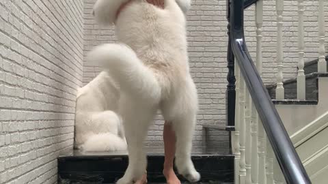 Big Dog Scared of Stairs